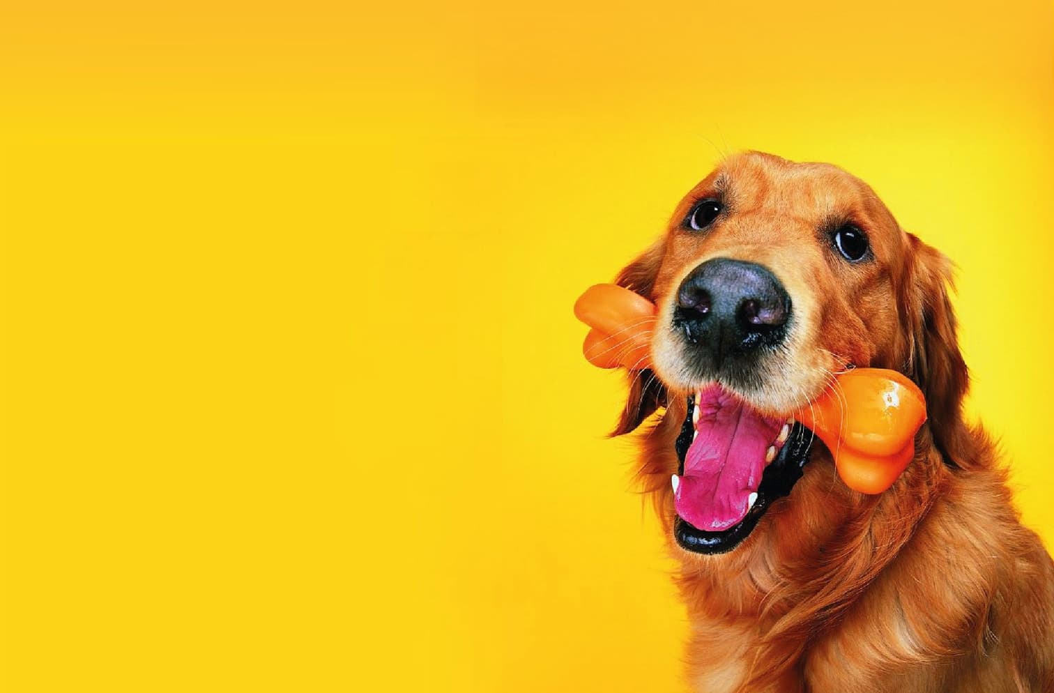 Golden retriever con un osso giocattolo arancione in bocca, su sfondo giallo